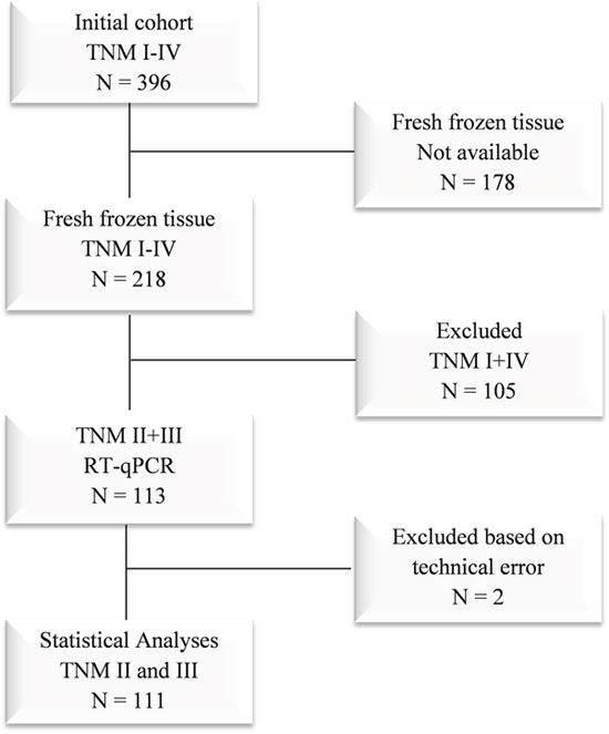 Flowchart of the study cohort.