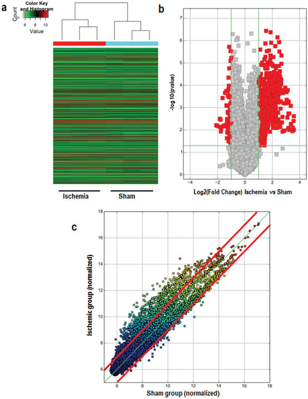 Differences in circRNA expression profiles between the ischemic and sham groups.