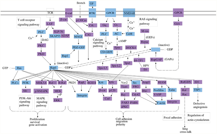 The Rap1 cell signaling pathway is a top pathway affected by the three identified circRNA associated miRNAs.