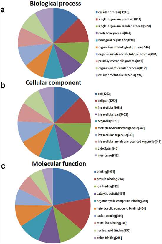 The GO annotations for target genes mediated by the miRNAs potentially regulated by mmu_circRNA_40001, mmu_circRNA_013120, and mmu_circRNA_40806.