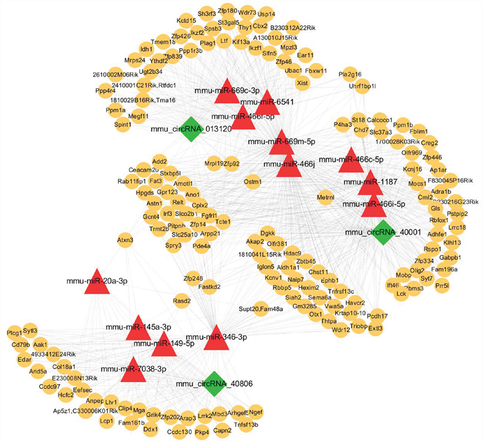 The circRNA-miRNA-gene network analysis.