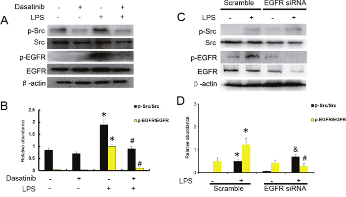 c-Src mediates the LPS induced EGFR activation in HK-2 cells.
