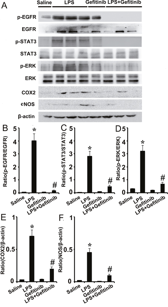 Gefitinib suppressed phosphorylation of ERK1/2 and STAT3, and expression of COX-2 and eNOS by blocking EGFR activation in a LPS induced AKI model.