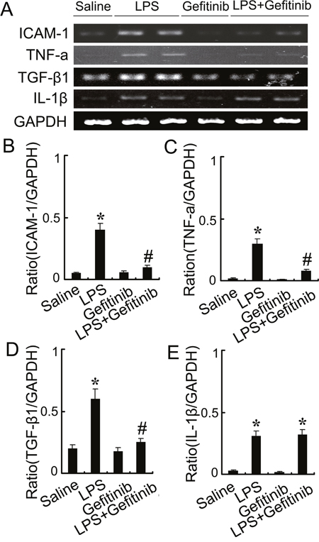Gefitinib suppressed expression of ICAM-1, TNF-&#x03B1;, and TGF-&#x03B2;1 by blocking EGFR activation in a LPS induced AKI model.