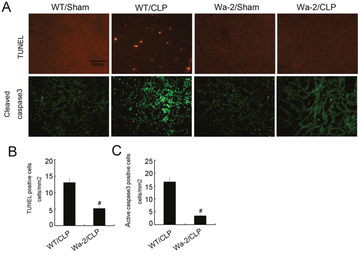 CLP induced renal cell apoptosis is reduced in Wa-2 mice.