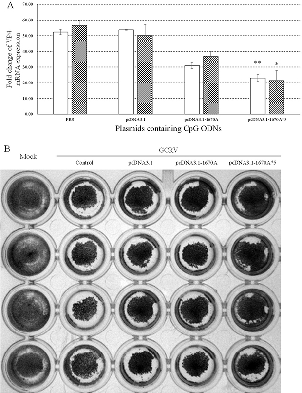 Antiviral activities of plasmids containing CpG ODNs in CIK cells.