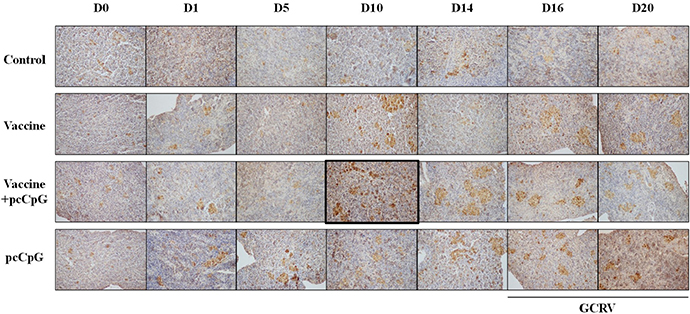 Immunohistochemistry analysis of IgM in spleen tissue of grass carp at D0, D1, D5, D10, D14, D16 and D20 post vaccination or subsequent infection.