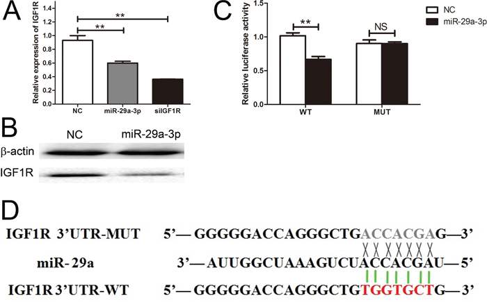 IGF1R was a direct target gene of miR-29a-3p.