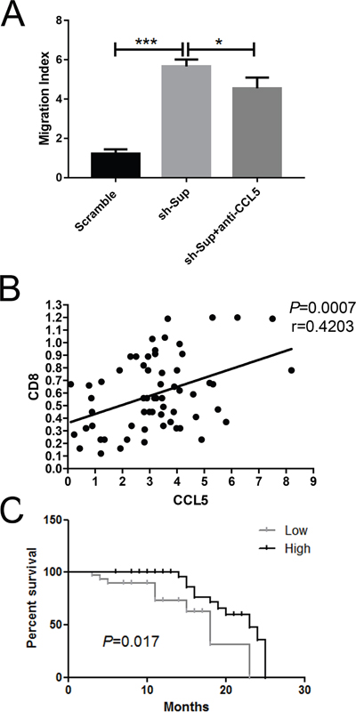 CCL5 recruits CD8+ T lymphocytes in vitro.