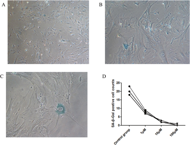 Senescence is shown in PSCs with cytoplasmic blue staining of SA-&#x03B2;-gal.