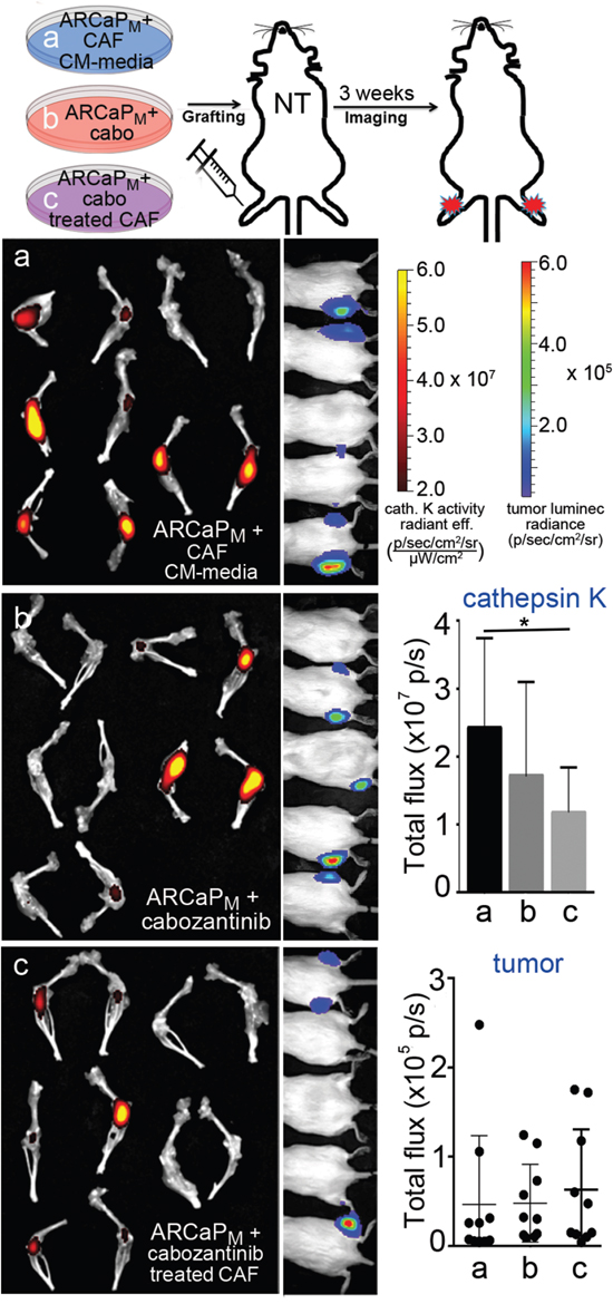 PCa cells pre-treated with conditioned medium from cabozantinib-exposed CAFs show reduced bone remodeling ability.