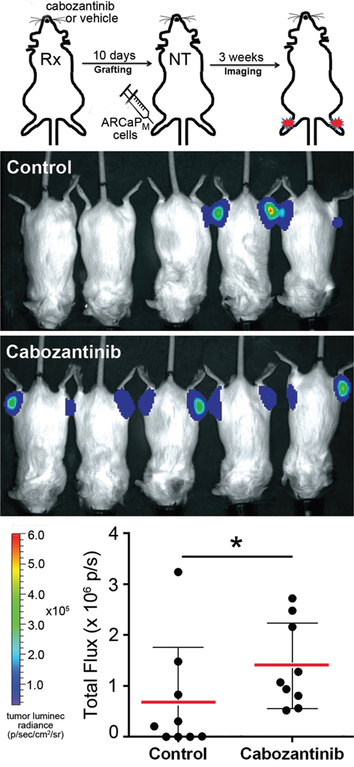 Cabozantinib pre-treated mice display increased efficiency of tumor uptake.