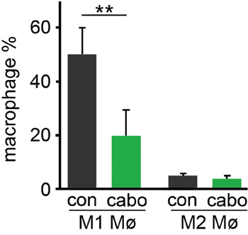 Cabozantinib regulate the polarization of macrophage recruited to tumors.