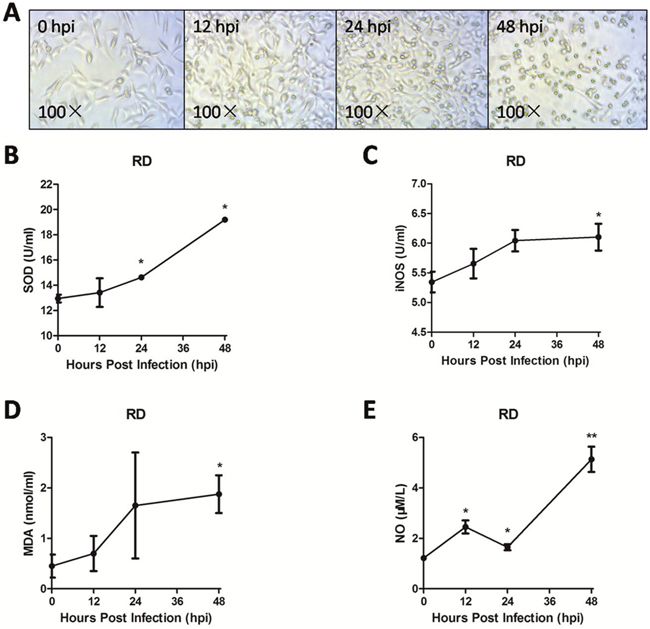 Endogenous iNOS and NO were involved in EV71 infection-induced cell oxidative damage.