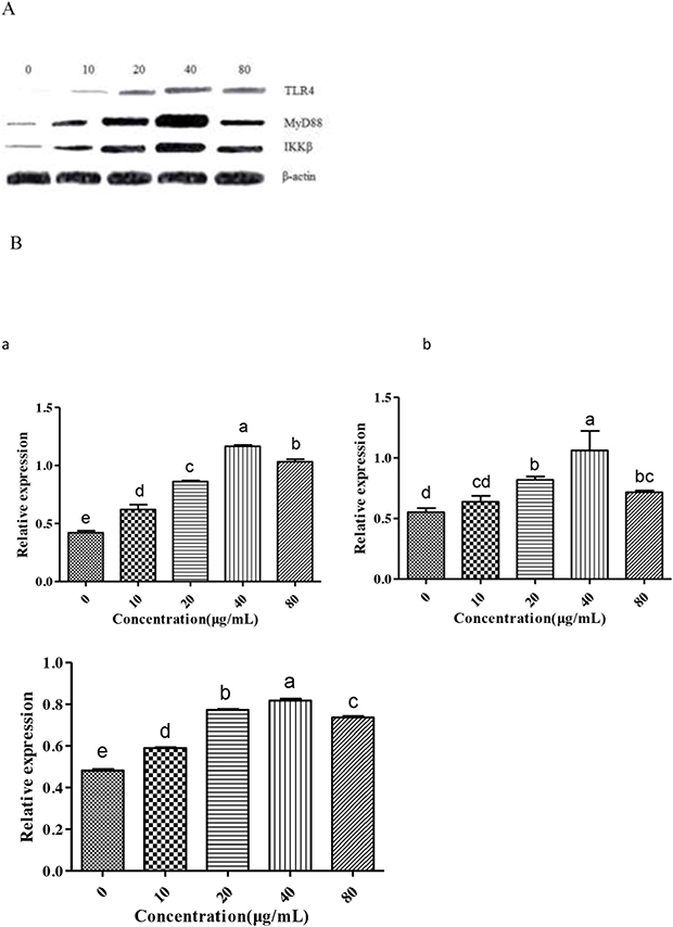 Measurement of TLR4, MyD88 and IKK&#x03B2; to investigate effect of GFPS on the protein expression of TLR4 and MyD88 in RAW264.7 cells.