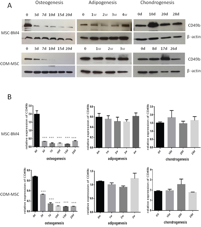 Expression of CD49b during the differentiation of MSCs into osteoblasts, adipocytes, and chondrocytes, showing only differential expression for osteogenesis, not for adipogenesis and chondrogenesis.