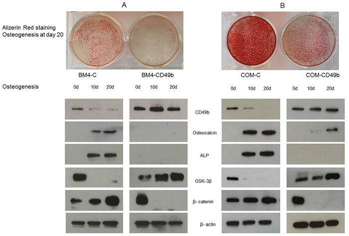 Over-expression of CD49b in MSC showing the inhibition of osteogenesis by day 20 in the transfected MSC (BM4-CD49b) compared to the control (BM4-C), decreased osteocalcin and ALP expression, increased GSK-3&#x03B2;, and decreased &#x03B2;-catenin expression.