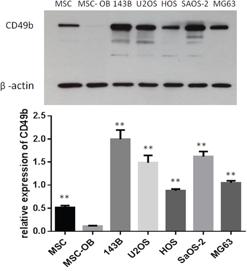 Expression of CD49b in MSC, its osteoblast derivative, and different osteosarcoma cell lines by Western blotting.