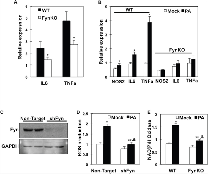 Inflammation markers and ROS production are reduced in Fyn-deficient macrophages.