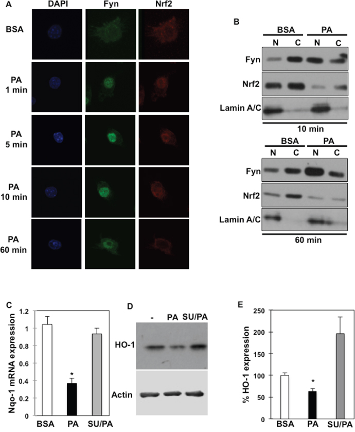 Fyn regulates Nrf2 subcellular localization and its downstream targets in response to palmitate.