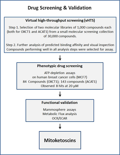 Schematic diagram illustrating our overall drug discovery strategy, employing both in silico and phenotypic drug screening.