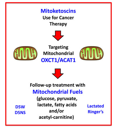 Mitoketoscin therapy: Possible follow-up treatment with mitochondrial substrates.