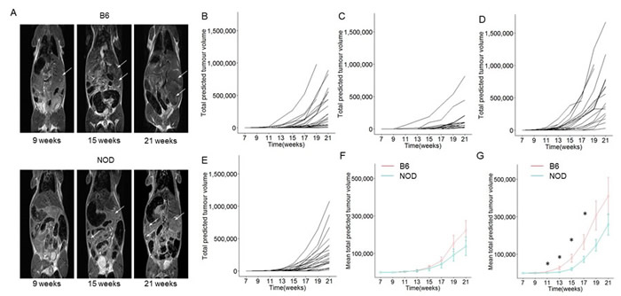 Longitudinal monitoring of pancreatic tumour growth on the B6 and NOD genetic backgrounds.