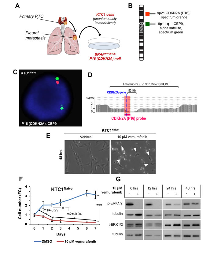 Model of primary resistance to vemurafenib using PTC patient-derived cells harboring the heterozygous BRAF