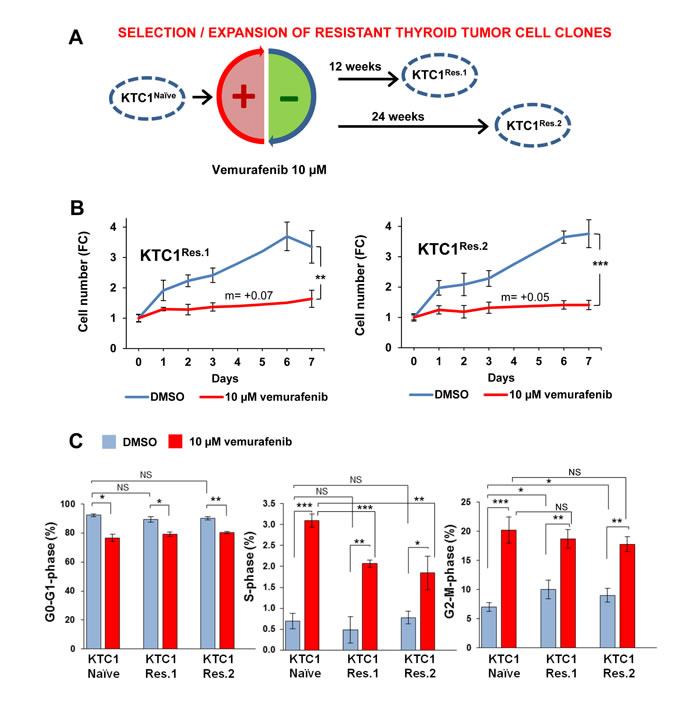 Clonal selection and expansion of PTC patient-derived cells with BRAF