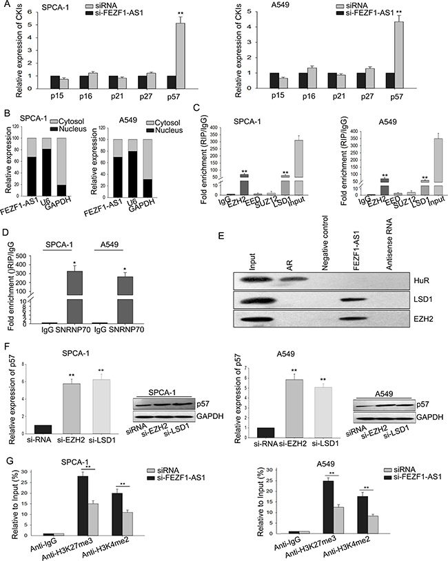 FEZF1-AS1 epigenetically silenced p57 by recruiting EZH2 and LSD1 to the promoter of p57.