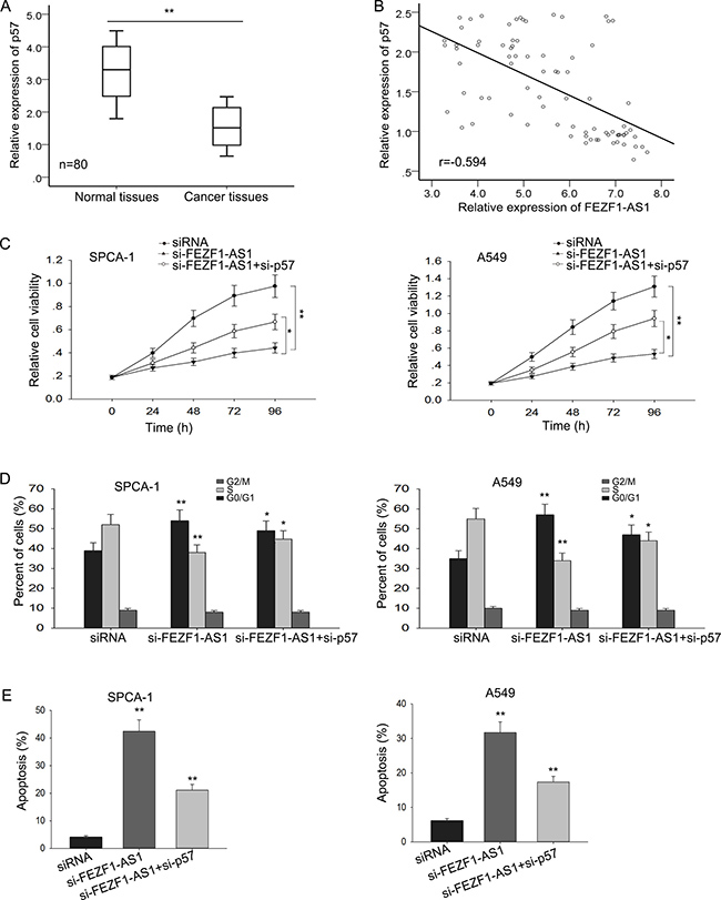 The oncogenic function of FEZF1-AS1 was partly dependent on the repression of p57.