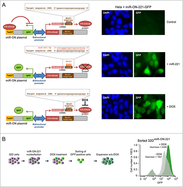 Development of 32D cells carrying the miR-ON-221 reporter plasmid to concomitantly assess miR-221 and KIT levels in single cells.