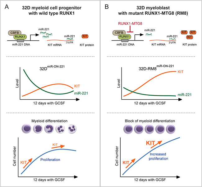 Heterogeneous single cell functional plasticity of the RUNX1-miR-221-KIT axis translates into myeloblast decisions of normal and aberrant granulopoiesis.