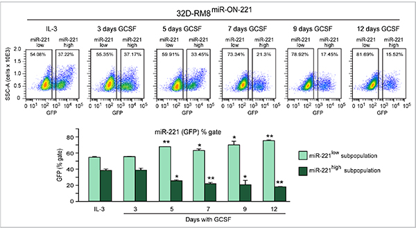GCSF induces progressive miR-221 downregulation in 32D-RM8miR-ON-221 cells by expanding the miR-221low subpopulation and decreasing the miR-221high subpopulation.