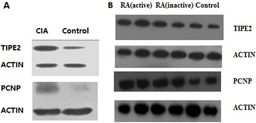 Western blot results.