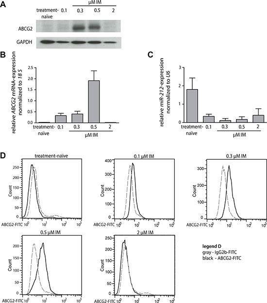miR-212 and ABCG2 mRNA and protein expression during the development of imatinib-resistance in K-562 cells.