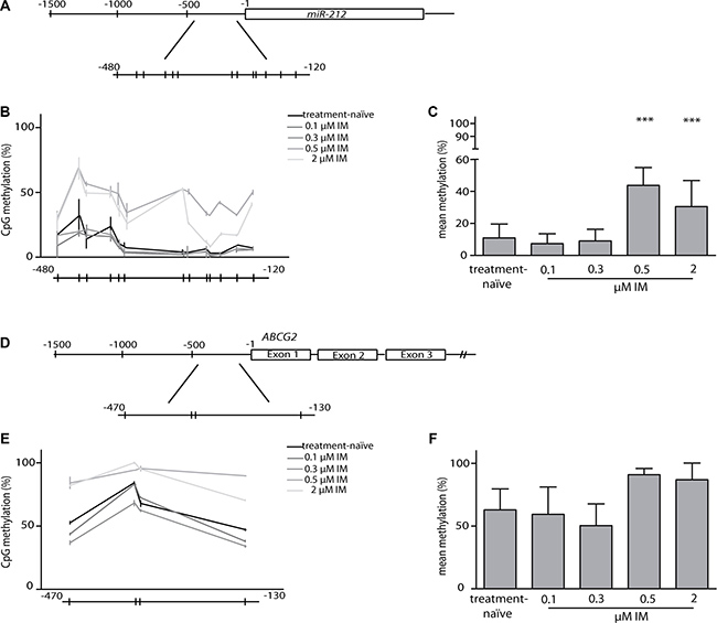 Analyses of methylation in miR-212 and ABCG2 promoter regions.