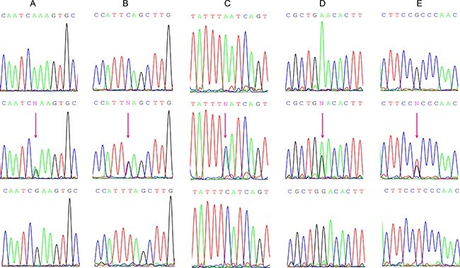 Genomic DNA Sanger sequencing of the 5 different SNP genotypes in FAMLF gene family.