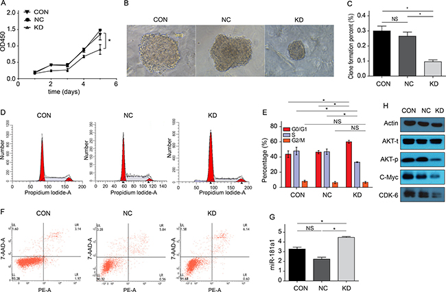 Cytobiology characteristics changes of Kasumi-1 cells after FAMLF-1 gene silencing.
