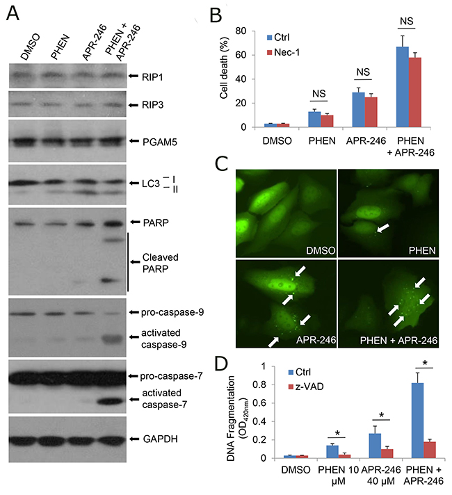 Inhibition of PARP-1 enhances APR-246-induced apoptosis in HNSCC cells.