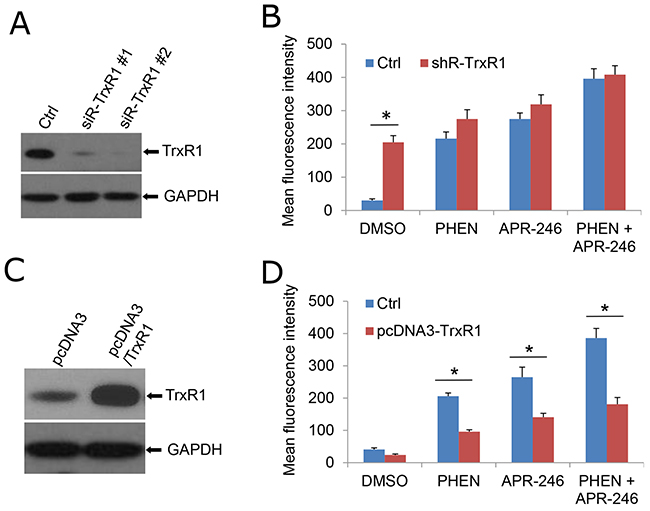 TrxR1 is necessary for PHEN- and APR-246-induced ROS accumulation.