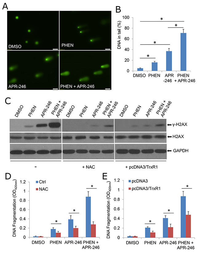 APR-246 treatment induces DNA damage, which is enhanced by PARP inhibition.