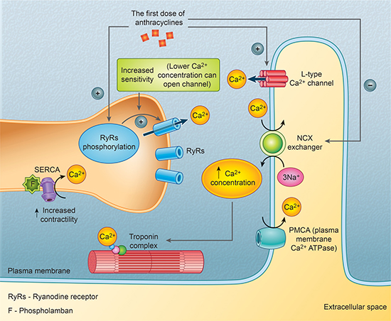 The first dose of anthracyclines&#x2019; influence on calcium channels.