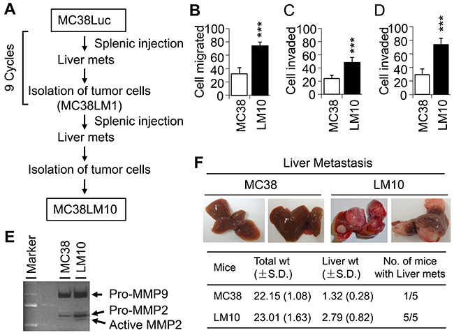 LM10 cells display more aggressive characteristics than parental MC38 cells.