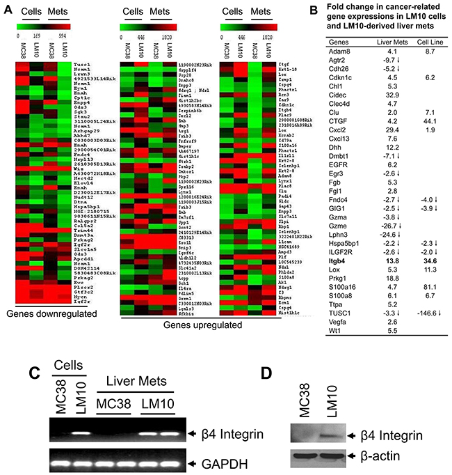 Gene expression profile analyses.