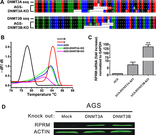 CRISPR/Cas9-mediated DNMT3A or DNMT3B knockout increases the RPRM expression.
