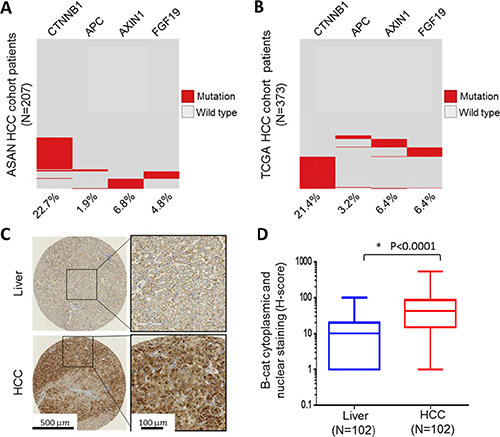 &#x03B2;-catenin is frequently altered in HCC patient samples.