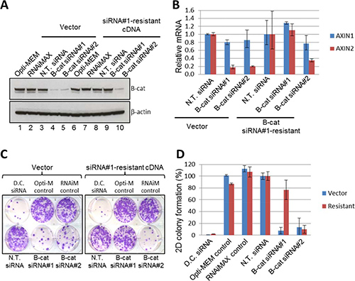 Phenotypic effects of &#x03B2;-catenin siRNA are on-target in JHH5 cells.