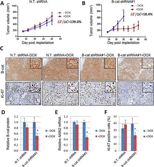 Inducible knock-down of &#x03B2;-catenin suppresses growth of Hep3B HCC tumor xenografts.