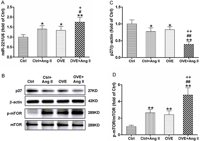 Effect of acute Ang II on the miR-221/p27/mTOR axis in diabetic OVE26 mice hearts.